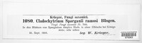 Cladochytrium sparganii-ramosi image